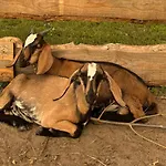 펜션 Zagroda Olszowka *