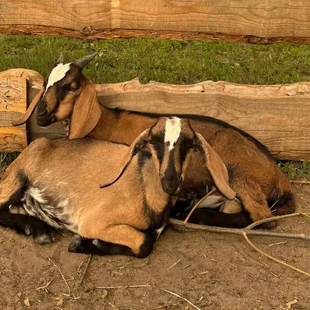 Holiday home Zagroda Olszowka *