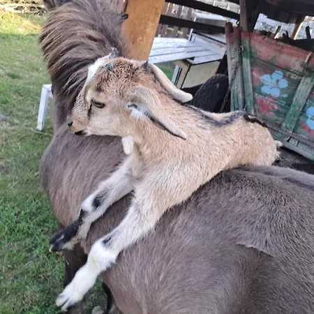 Zagroda Olszowka 펜션 Przykona
