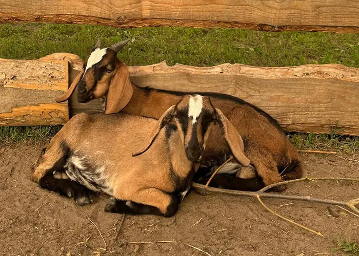 Holiday home Zagroda Olszowka *